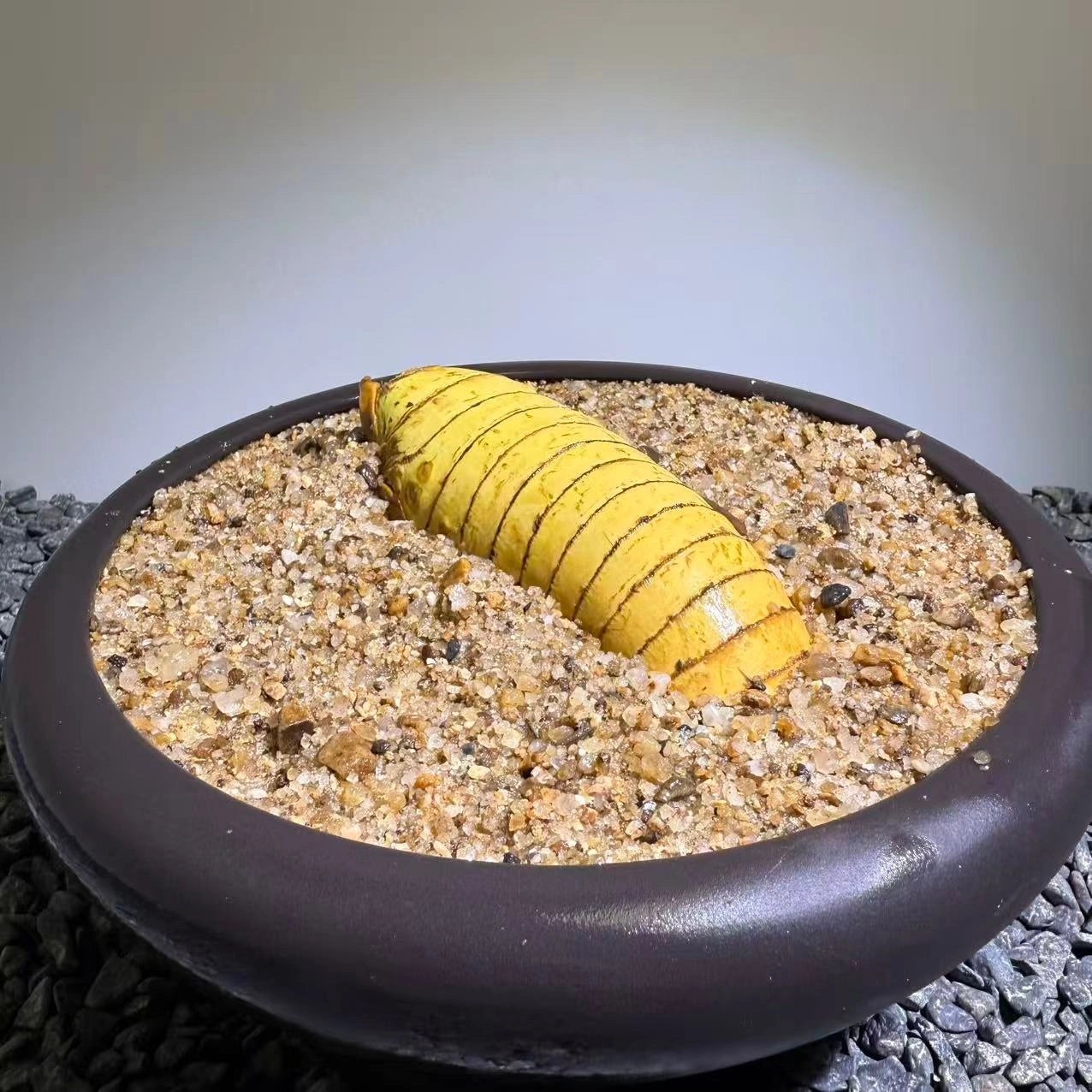 Insect Bamboo  Number012