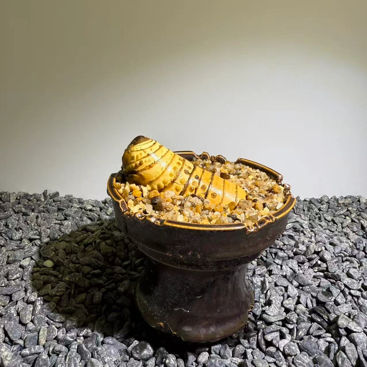 Insect Bamboo  Number013