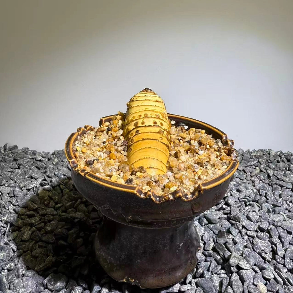 Insect Bamboo  Number013