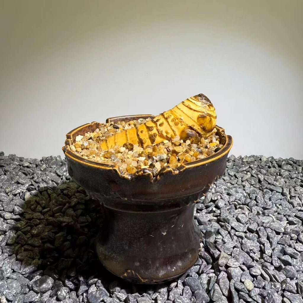 Insect Bamboo  Number013