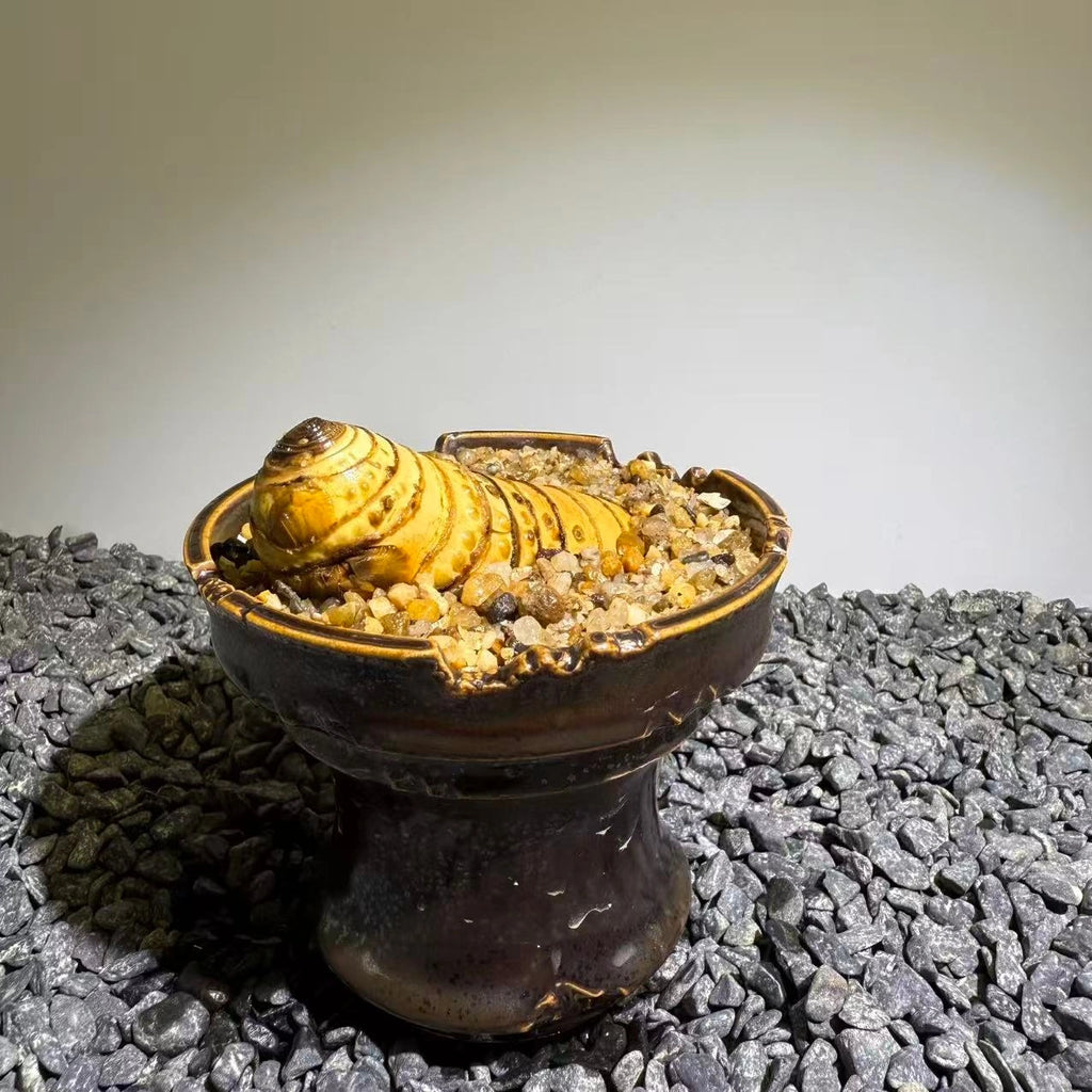 Insect Bamboo  Number013