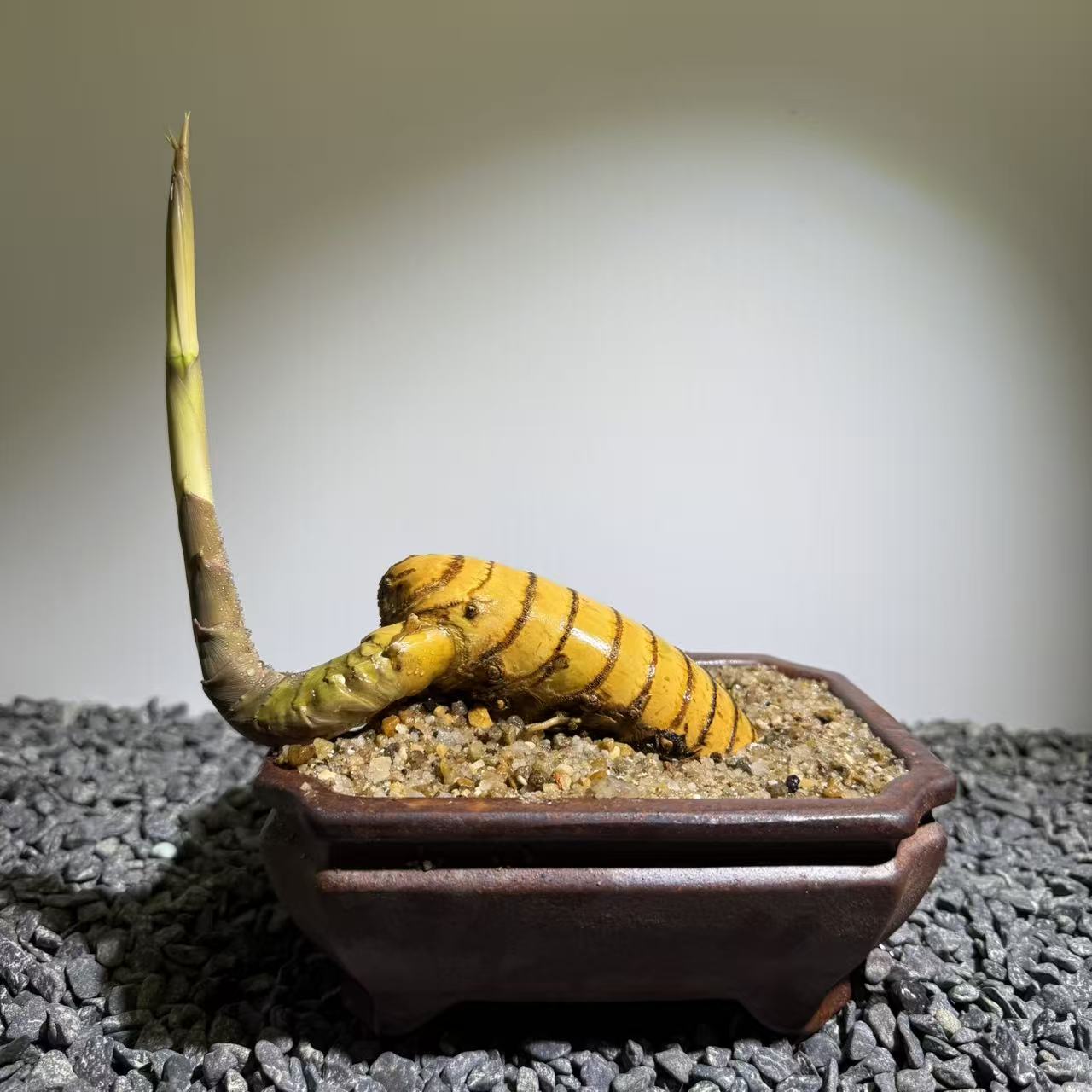 Elephant Trunk Bamboo Number002