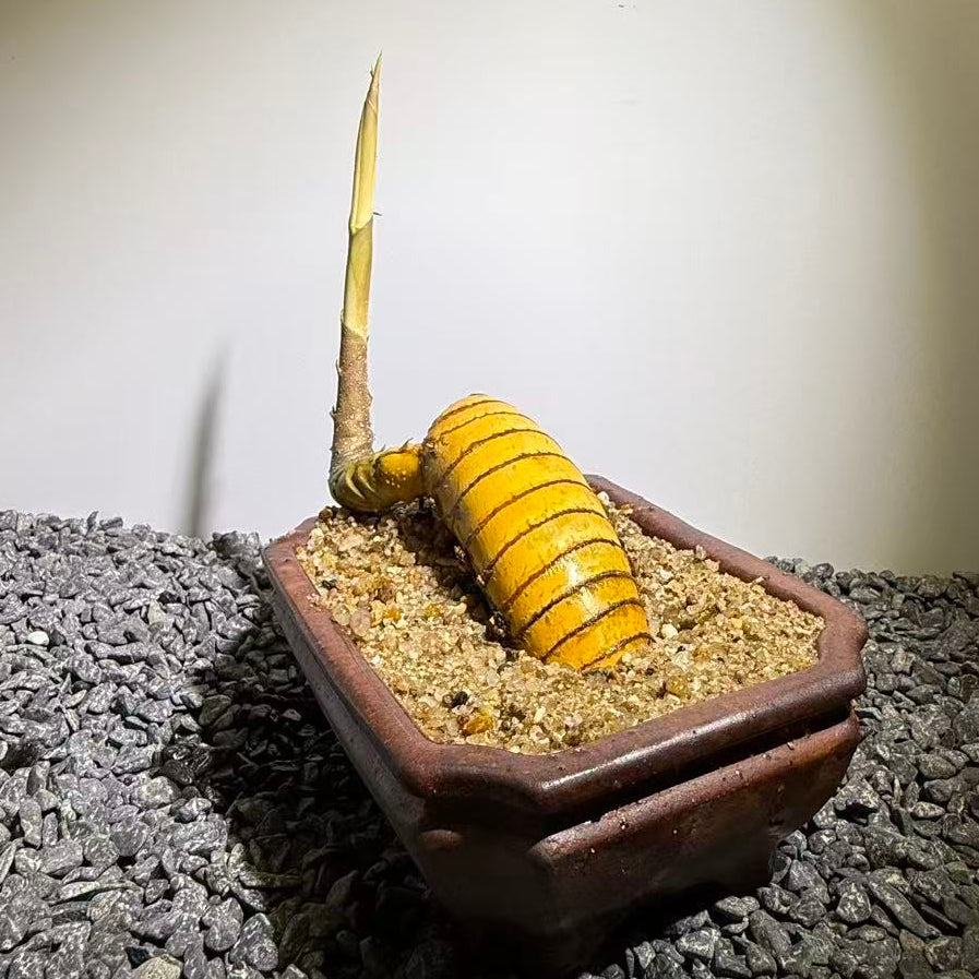 Elephant Trunk Bamboo Number002