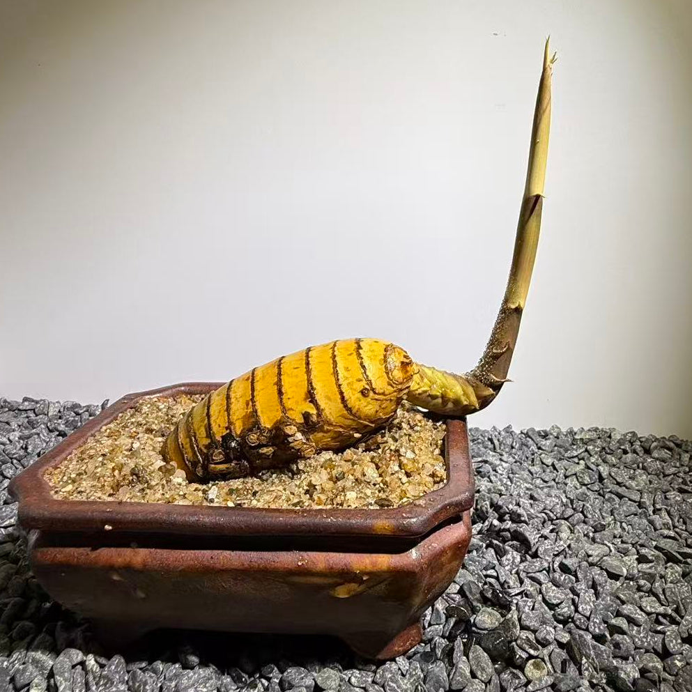 Elephant Trunk Bamboo Number002