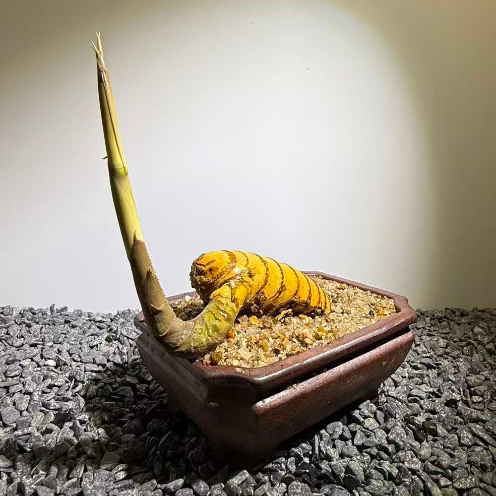 Elephant Trunk Bamboo Number002