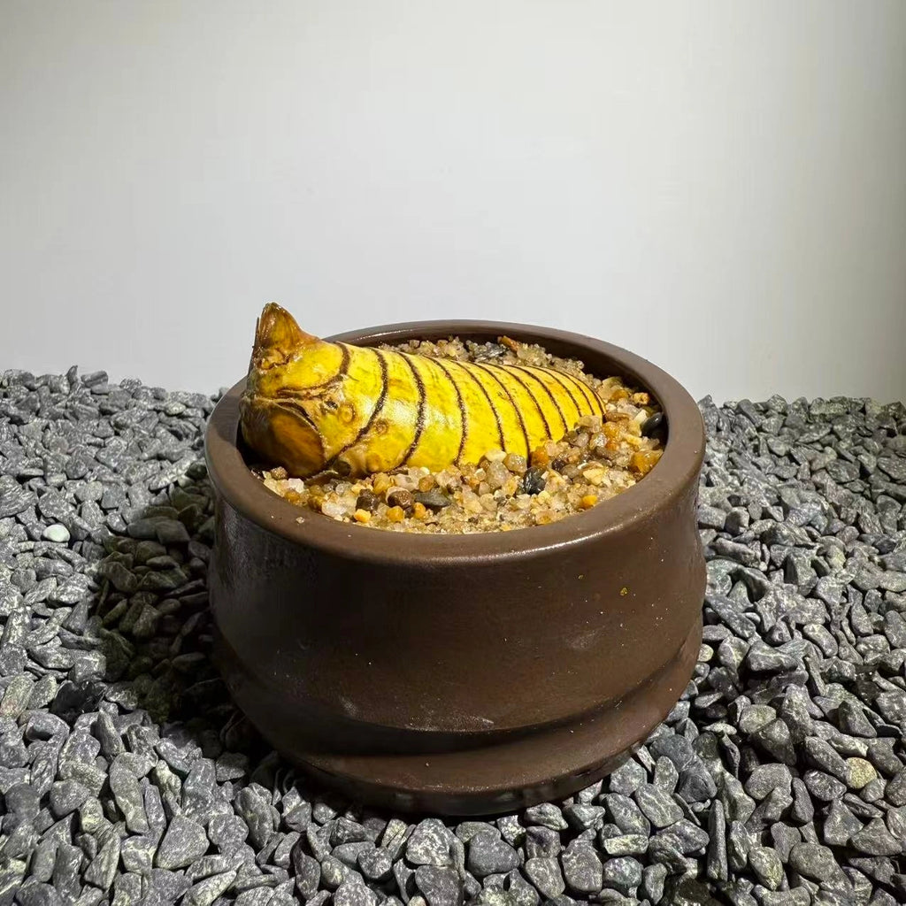 Insect Bamboo  Number014