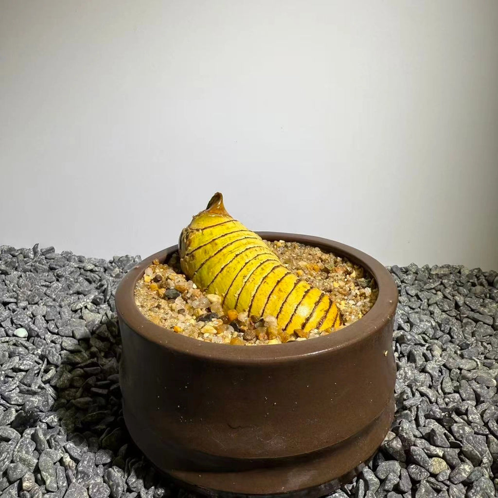 Insect Bamboo  Number014