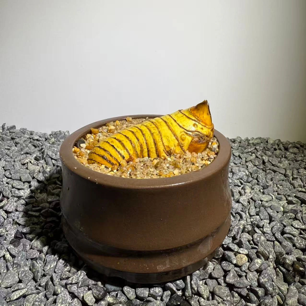 Insect Bamboo  Number014