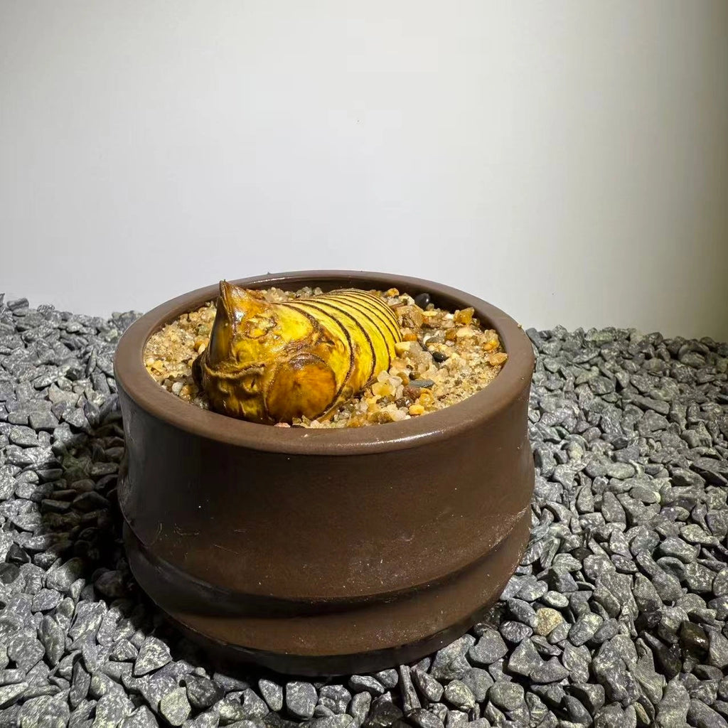 Insect Bamboo  Number014