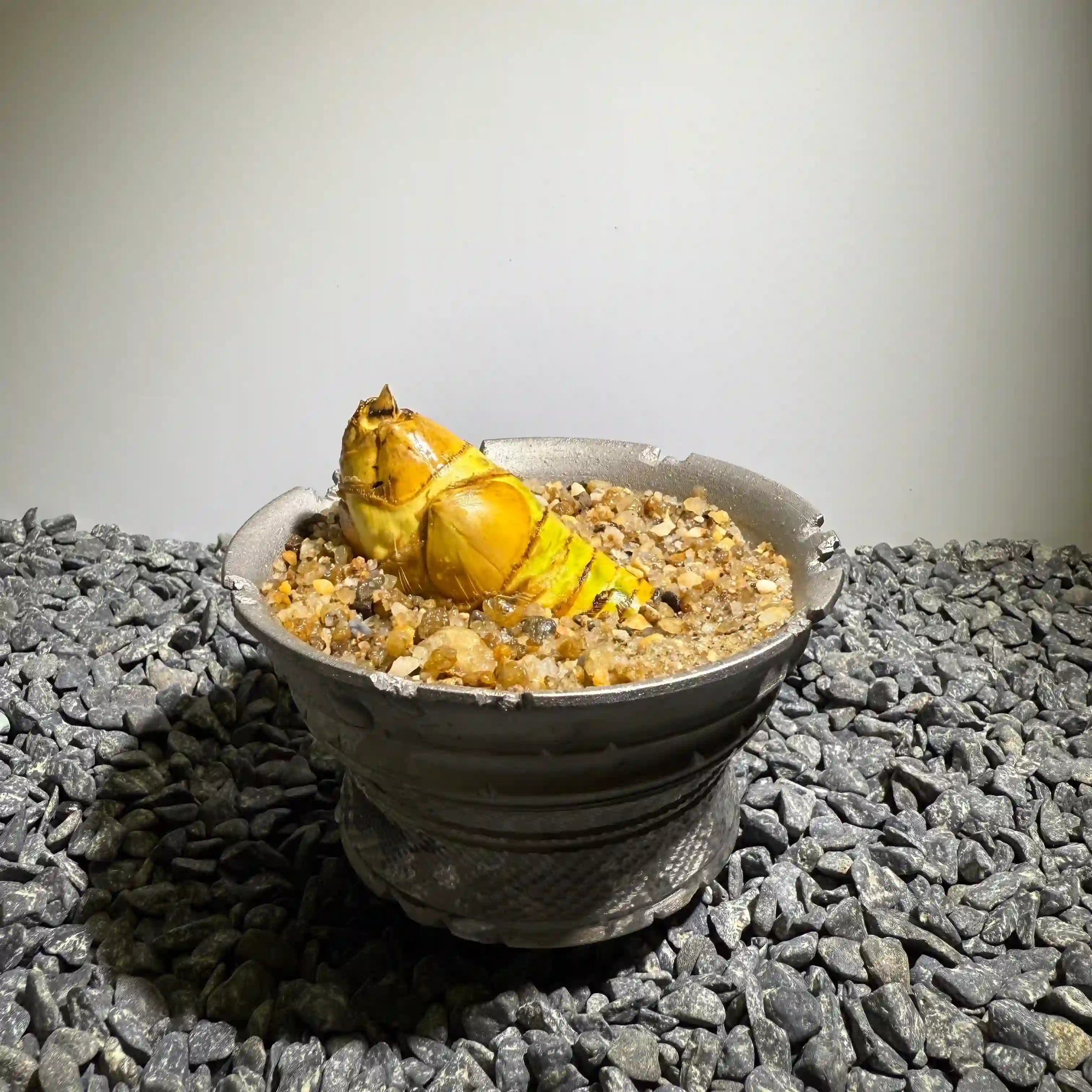 Insect Bamboo  Number015