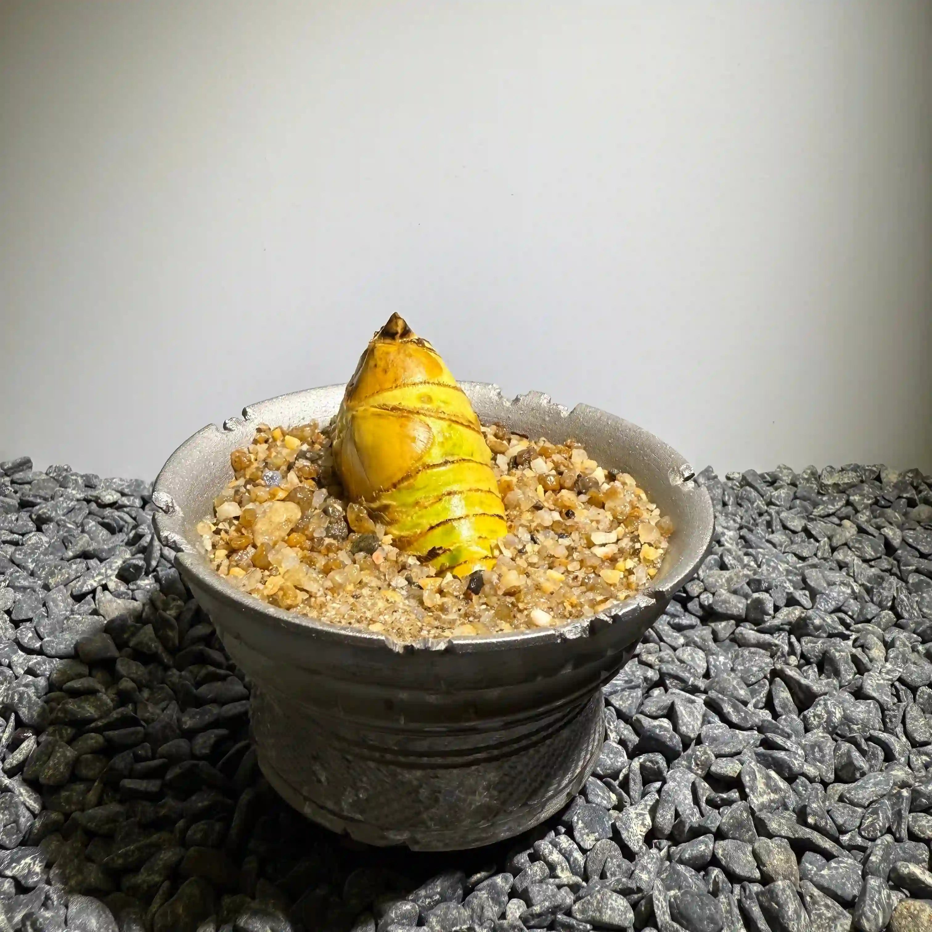 Insect Bamboo  Number015