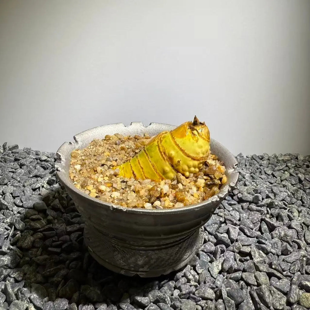 Insect Bamboo  Number015