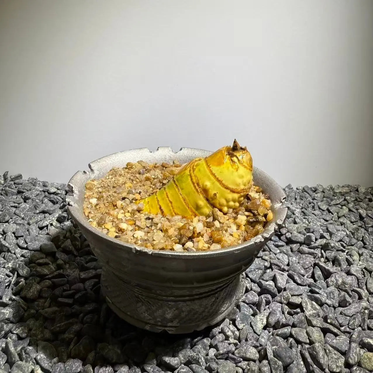 Insect Bamboo  Number015