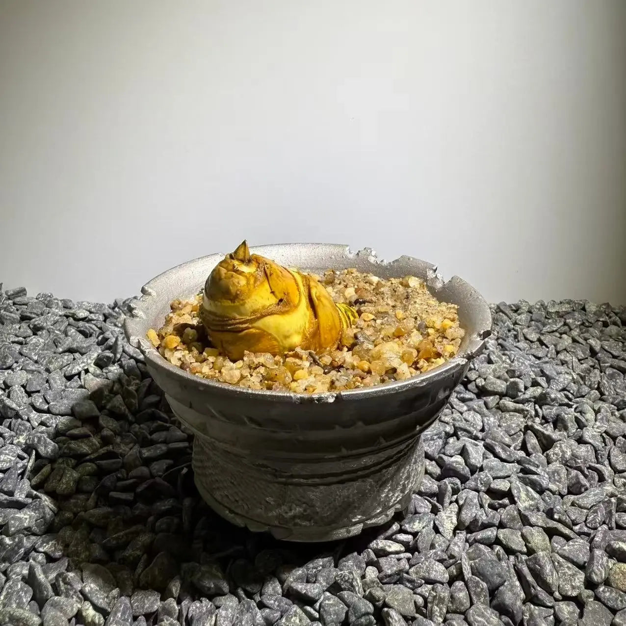 Insect Bamboo  Number015