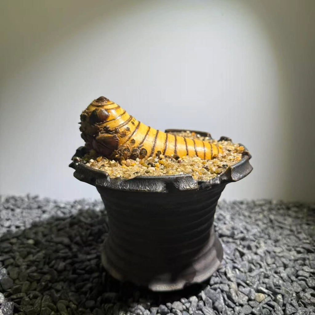 Insect Bamboo  Number016