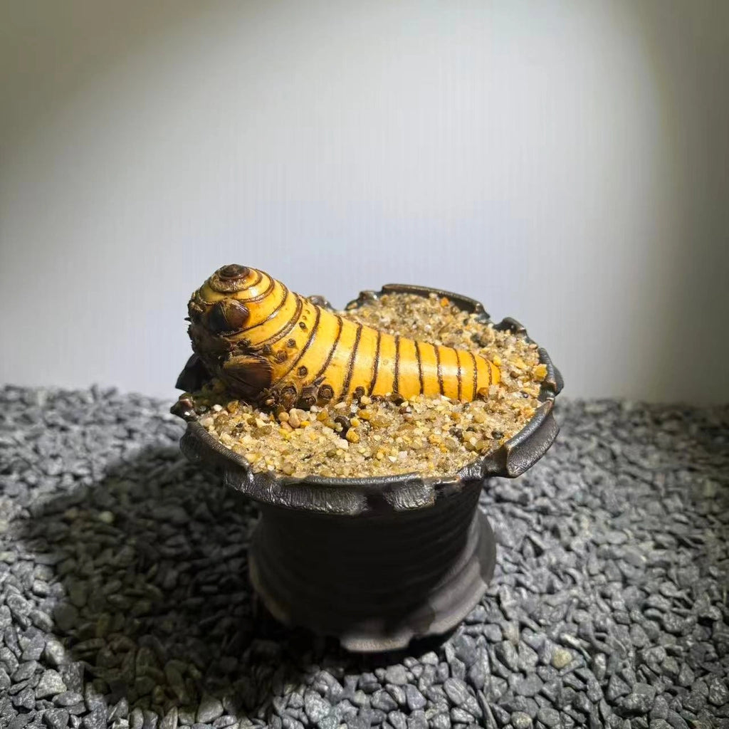 Insect Bamboo  Number016