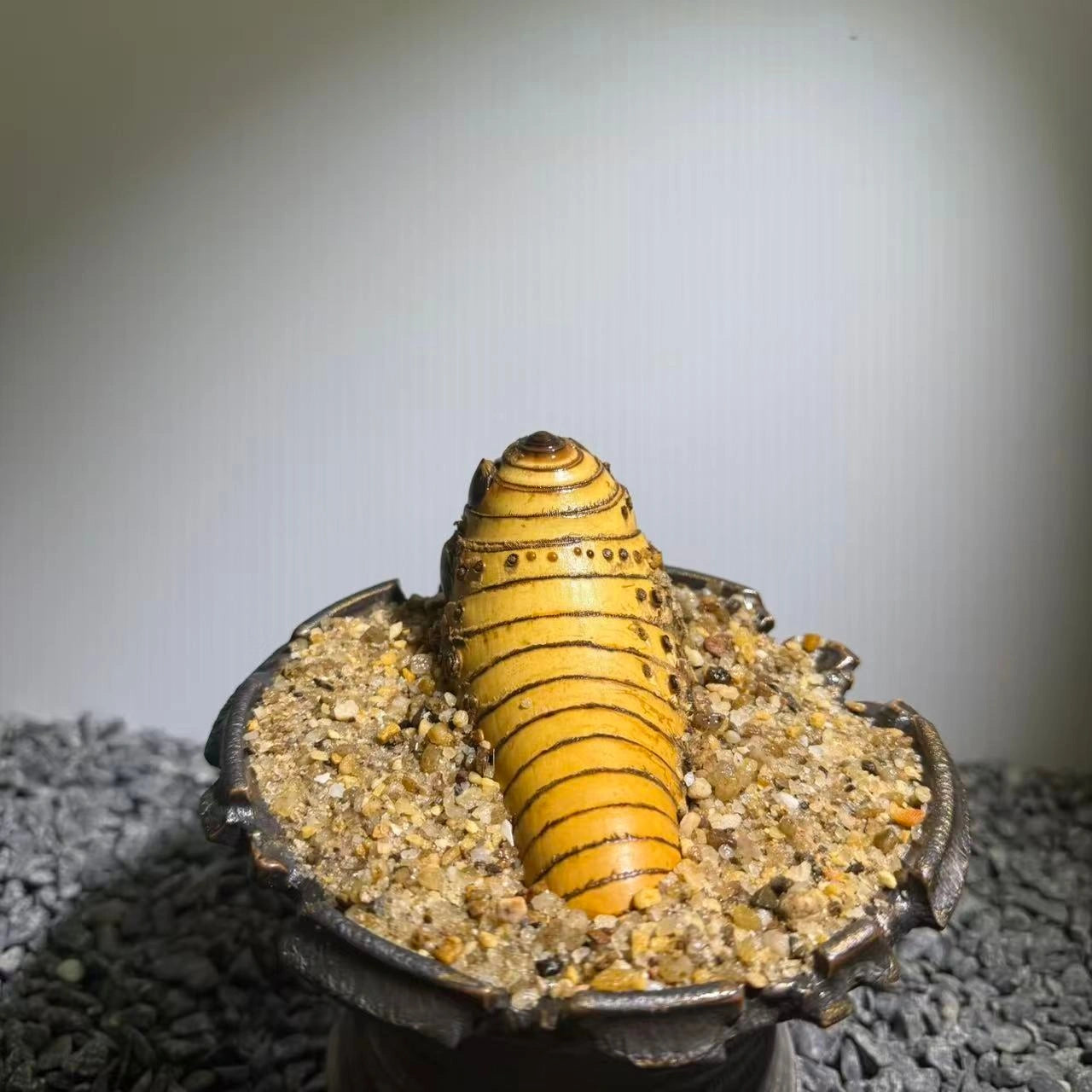 Insect Bamboo  Number016