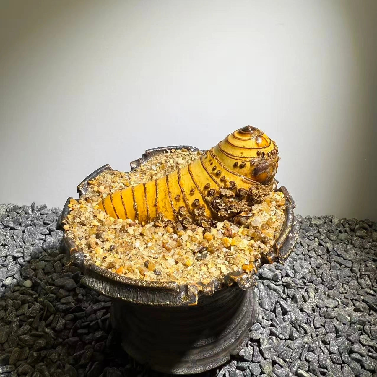 Insect Bamboo  Number016