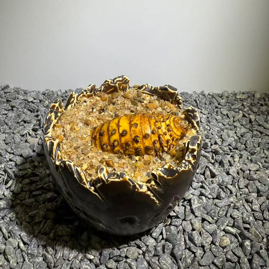 Insect Bamboo  Number017