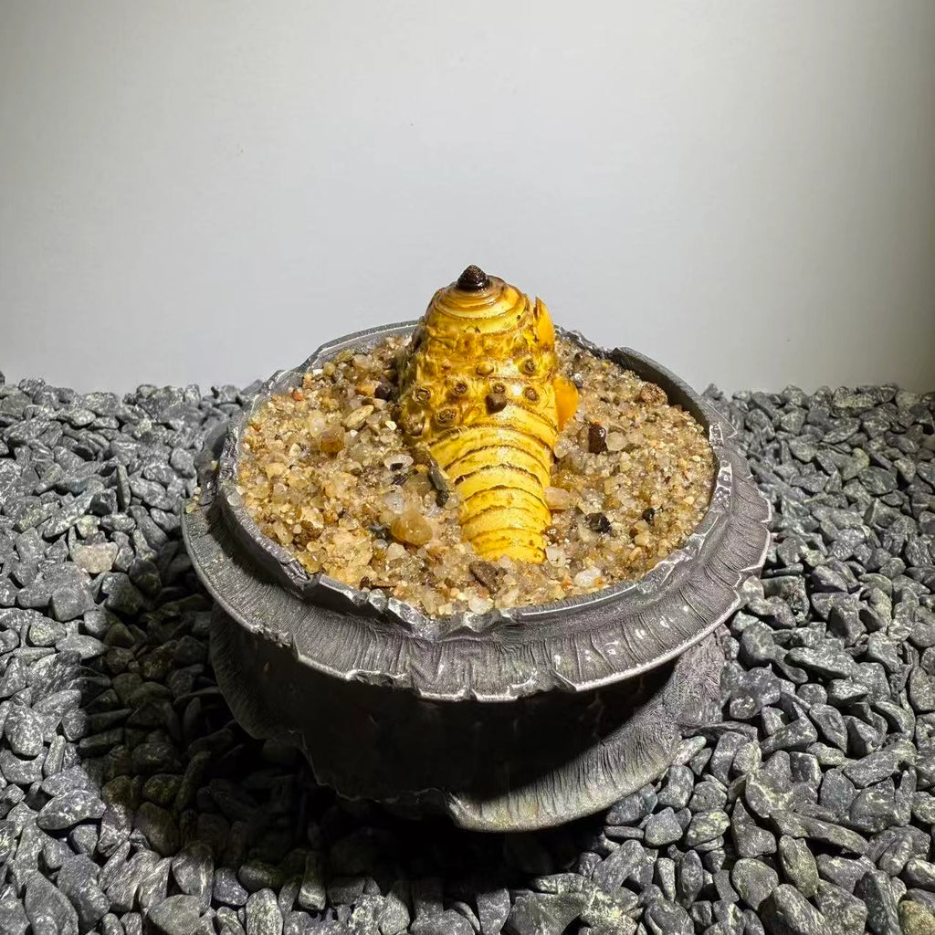 Insect Bamboo  Number020