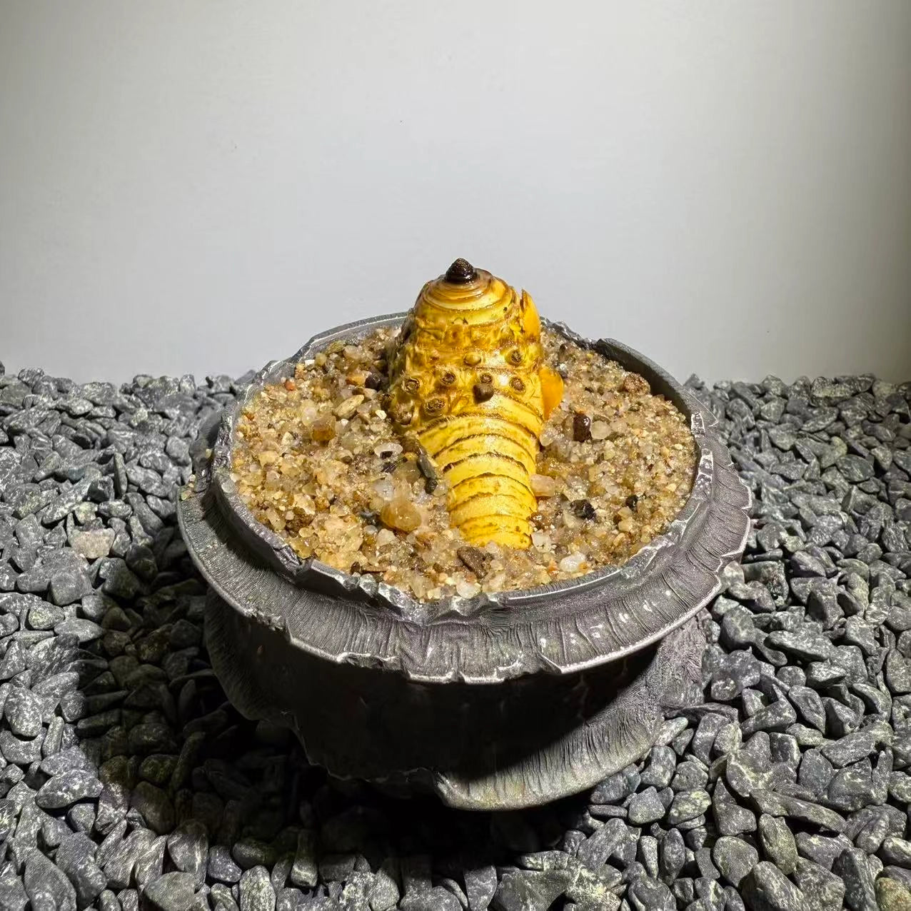 Insect Bamboo  Number020