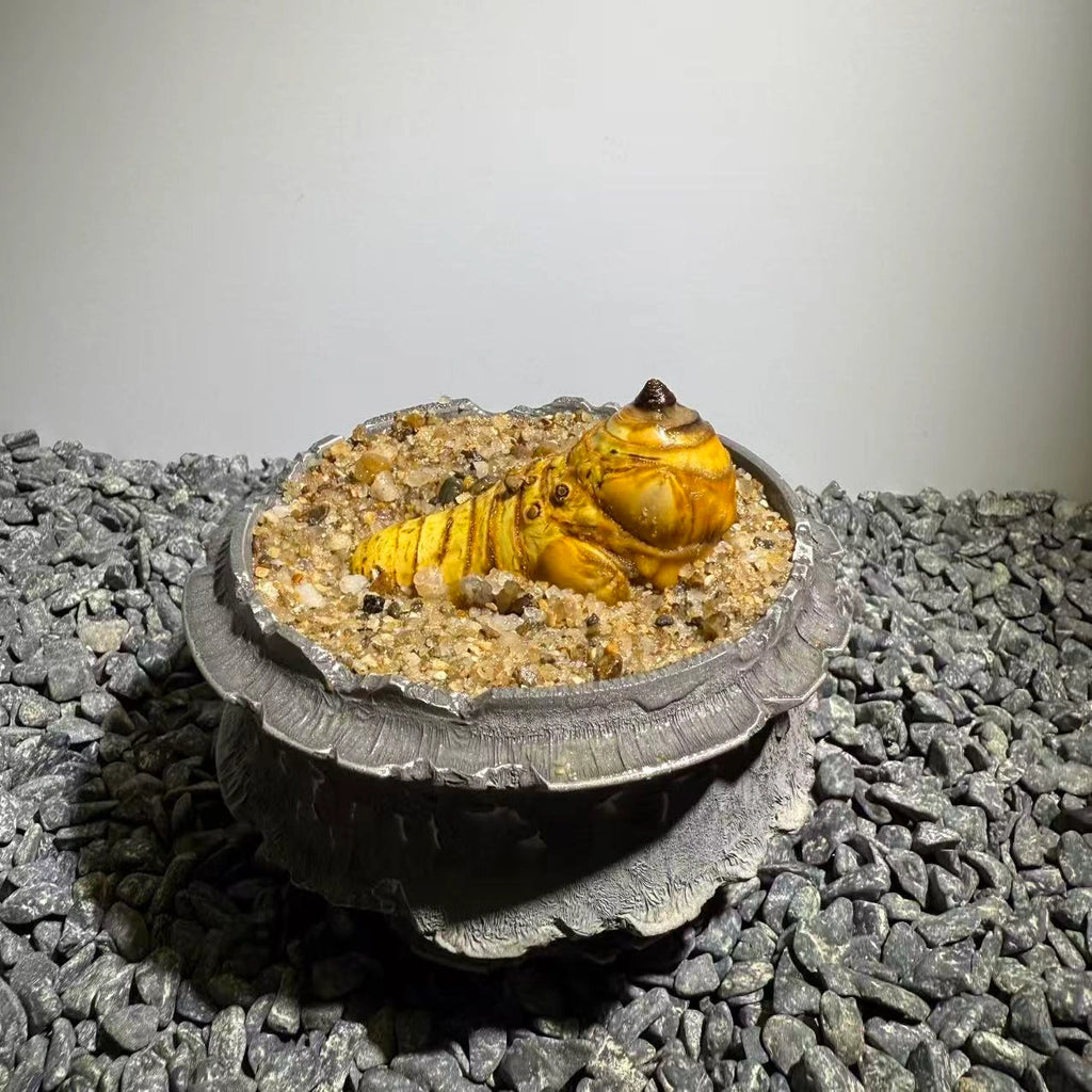 Insect Bamboo  Number020