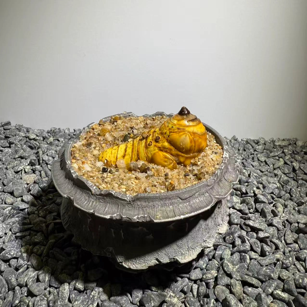 Insect Bamboo  Number020