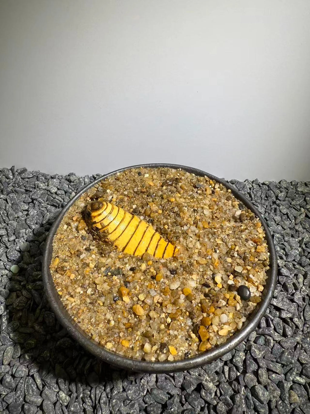 Insect Bamboo  Number021