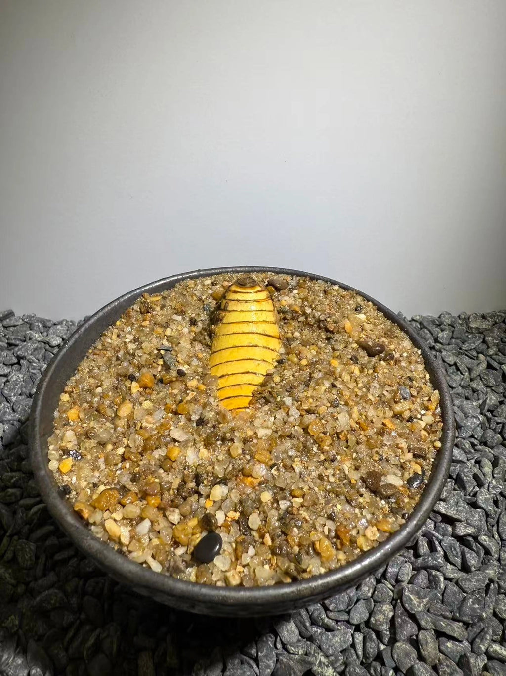 Insect Bamboo  Number021