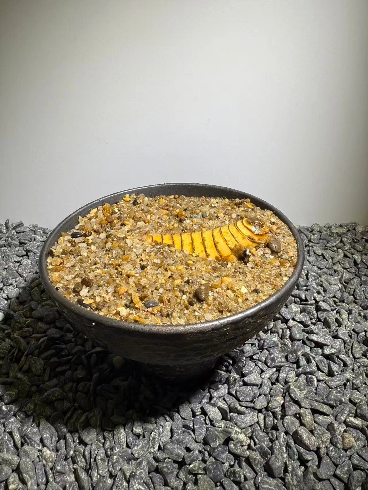 Insect Bamboo  Number021