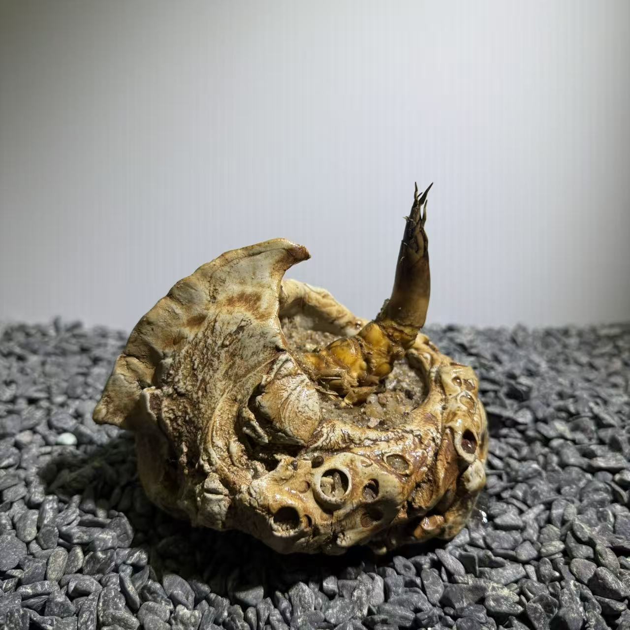 Rhinohorn Bamboo Number003