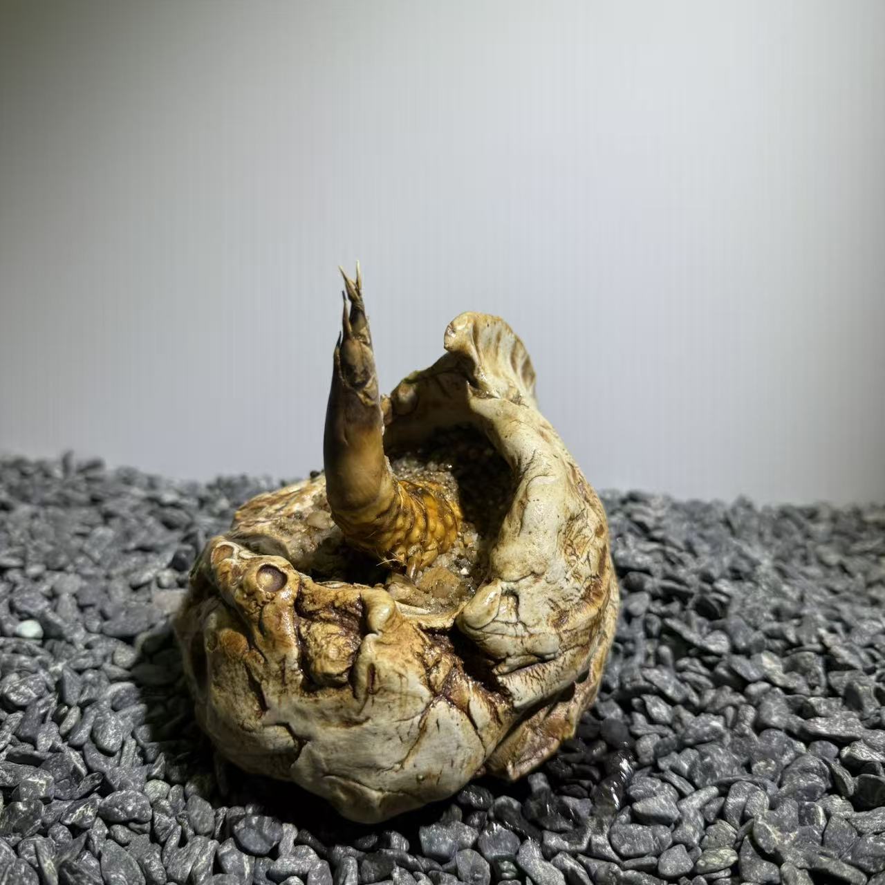 Rhinohorn Bamboo Number003