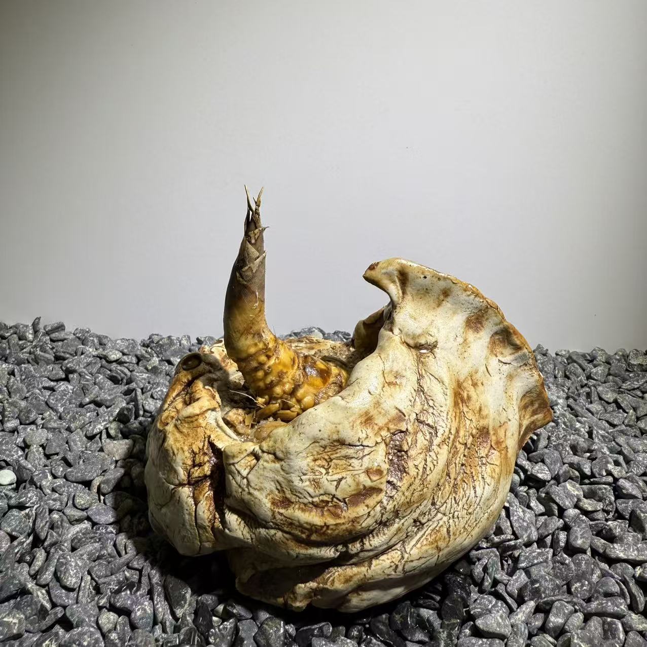 Rhinohorn Bamboo Number003