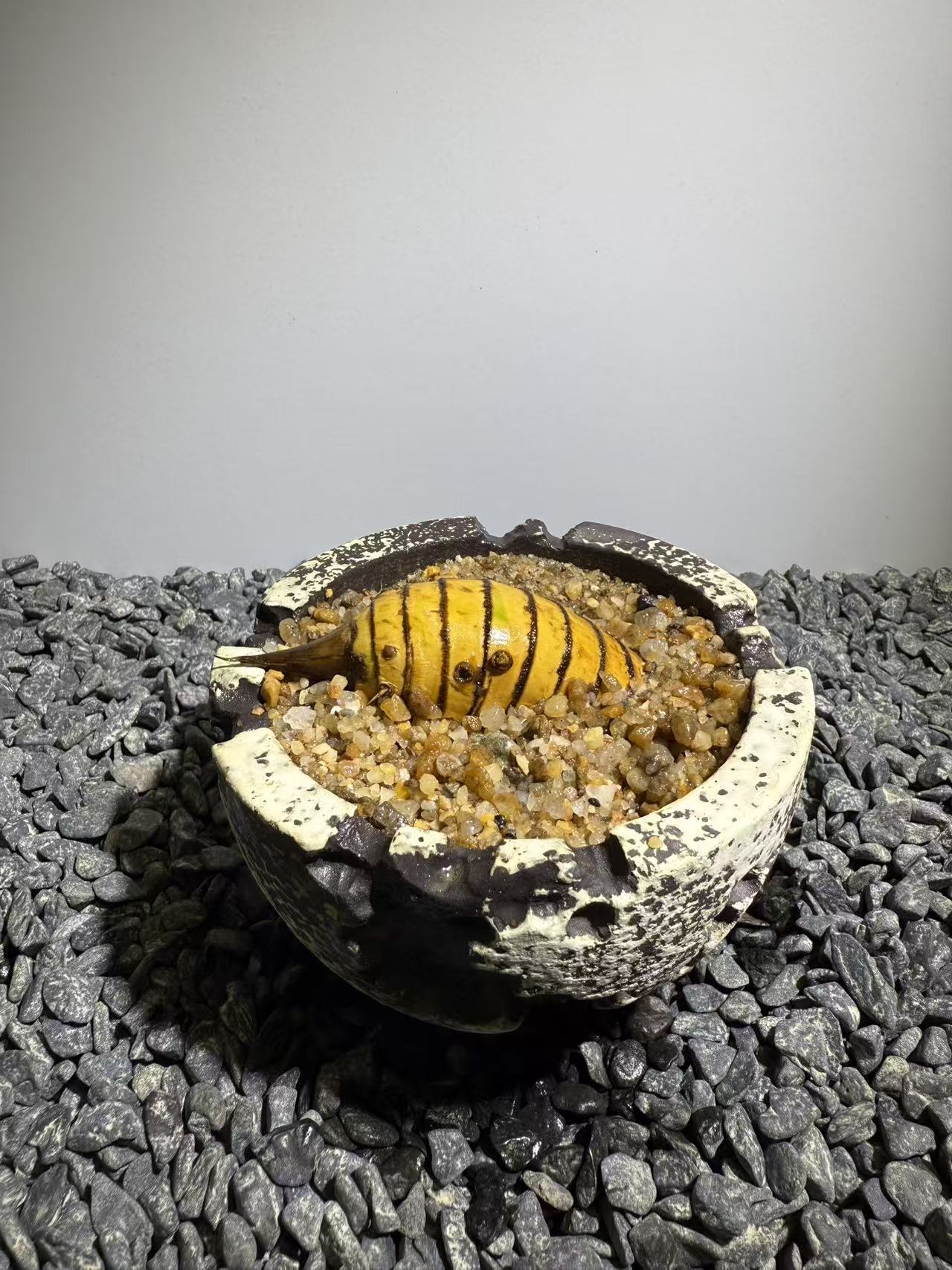 Rhinohorn Bamboo Number004