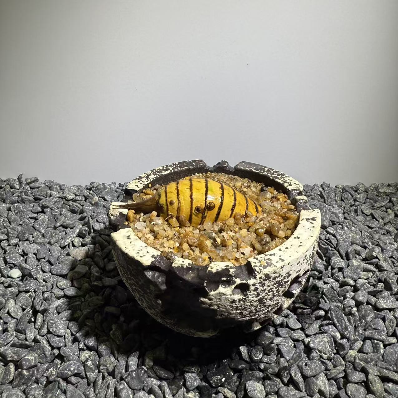 Rhinohorn Bamboo Number004