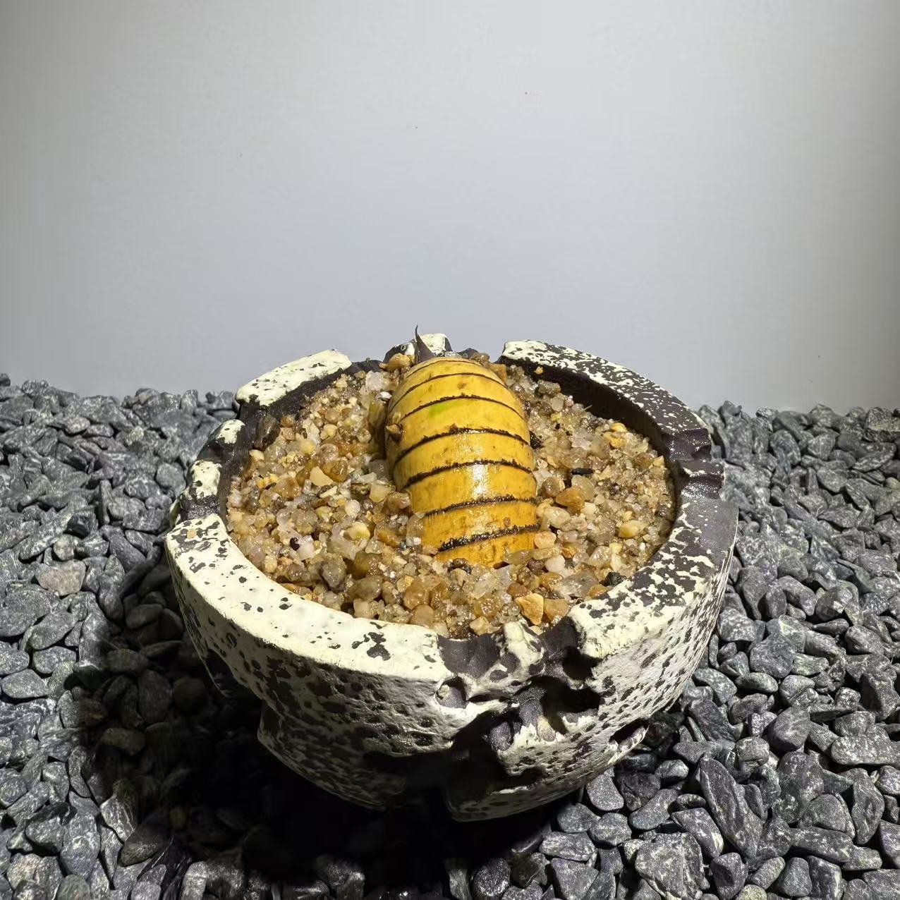 Rhinohorn Bamboo Number004