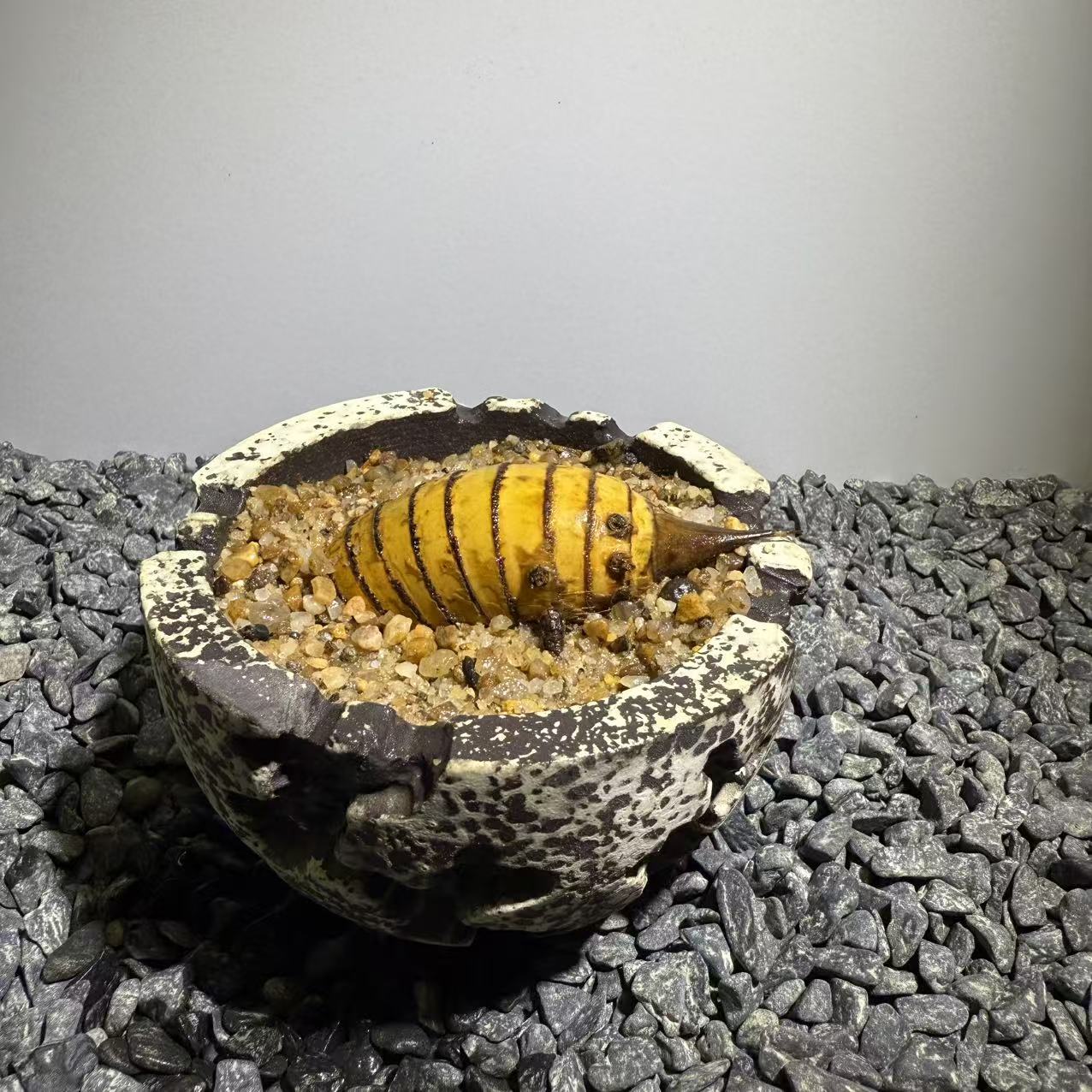 Rhinohorn Bamboo Number004