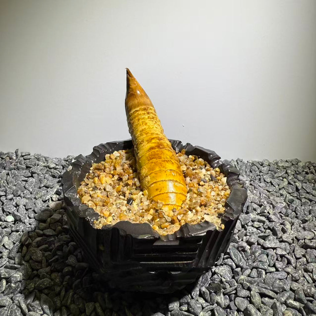 Rhinohorn Bamboo Number005