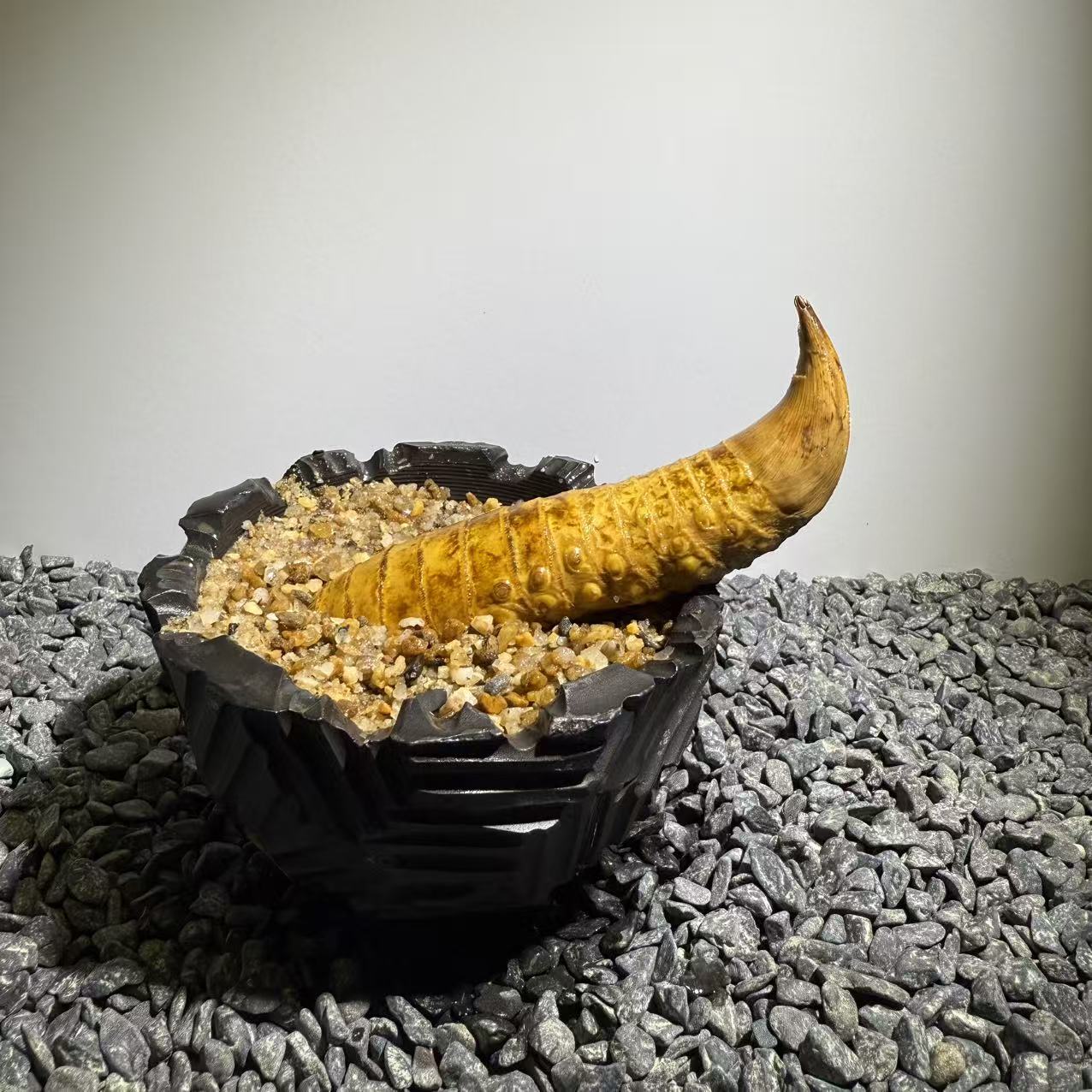 Rhinohorn Bamboo Number005