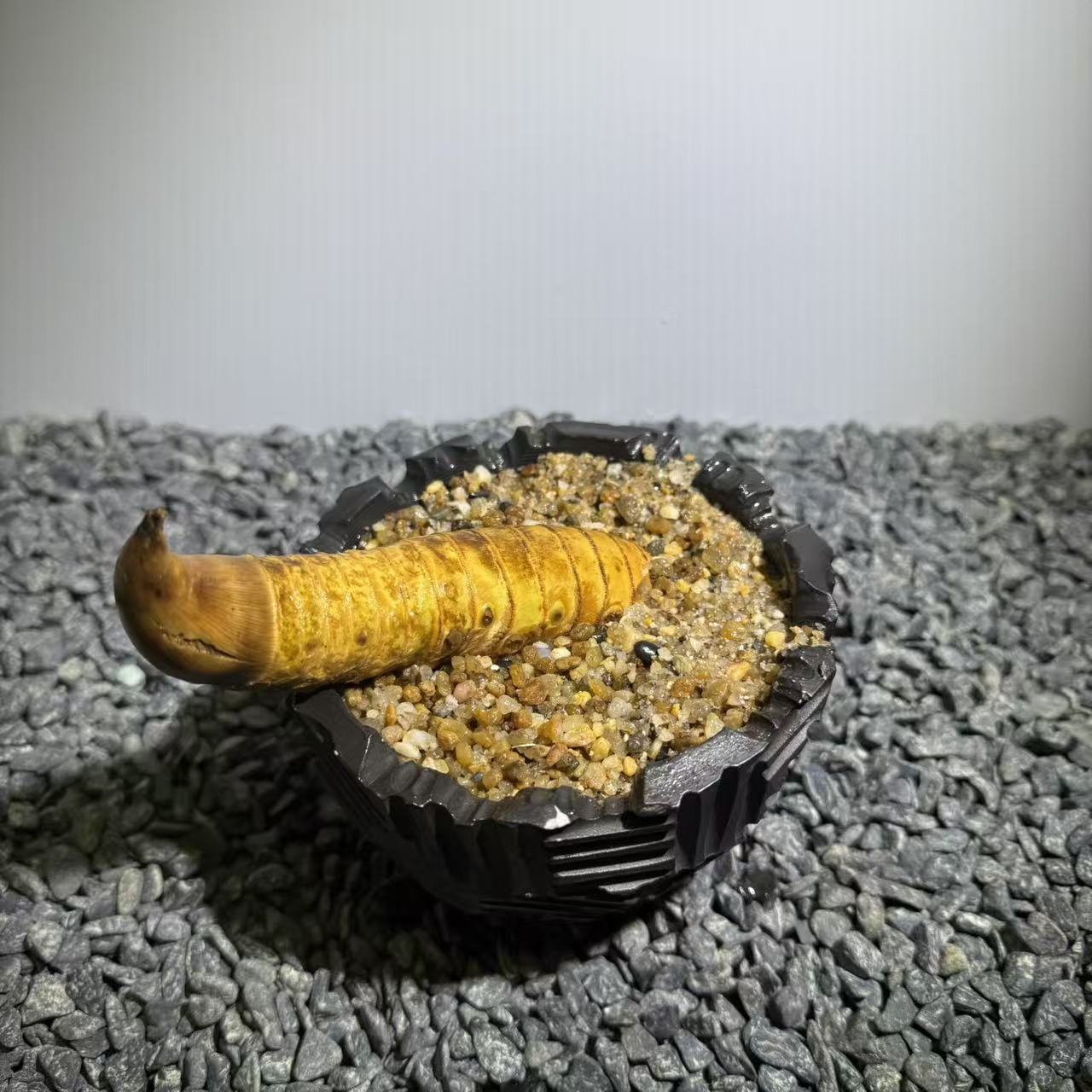 Rhinohorn Bamboo Number005