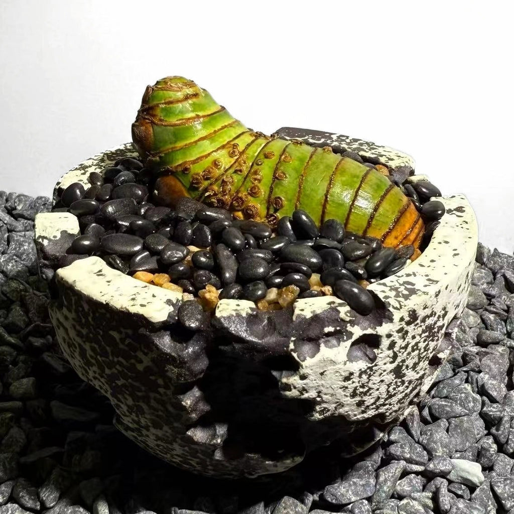 Insect Bamboo  Number001