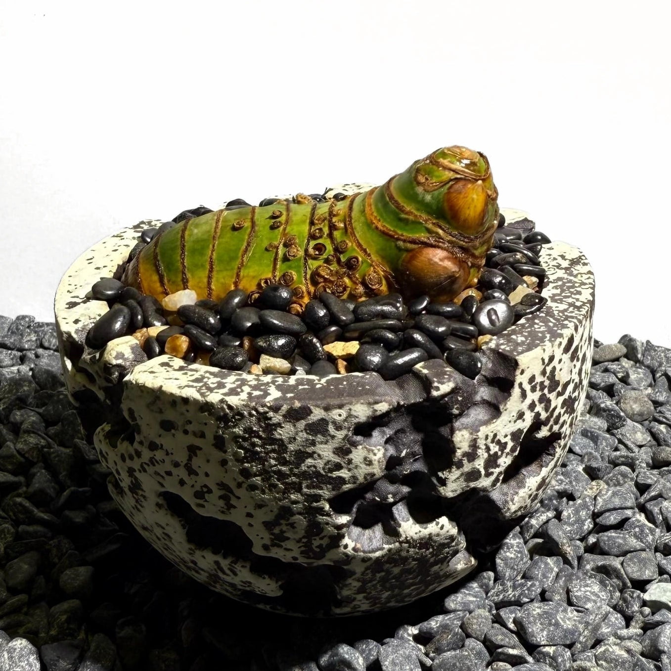 Insect Bamboo  Number001